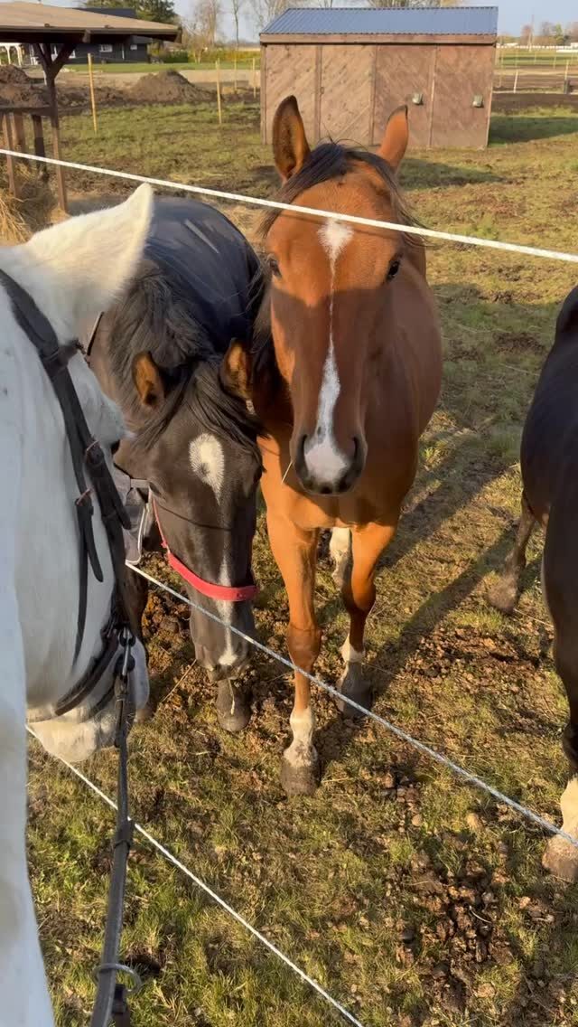 Instagram post from mares_de_picea. This post is in position 3.