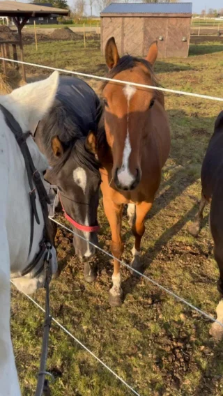 Instagram post from mares_de_picea. This post is in position 3.